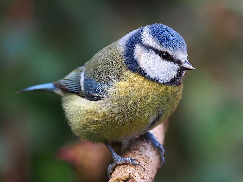 Blue Tit