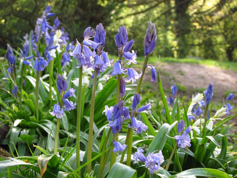 Bluebells, Cockley Wood Weddings