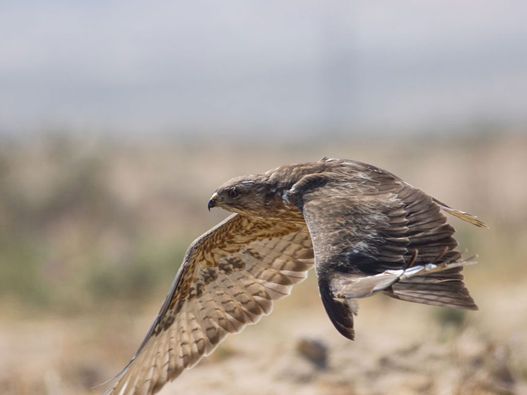 Buzzard