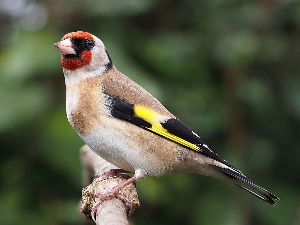 Goldfinch