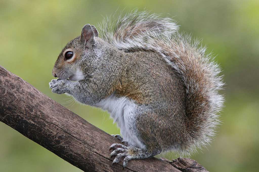 Grey Squirrel