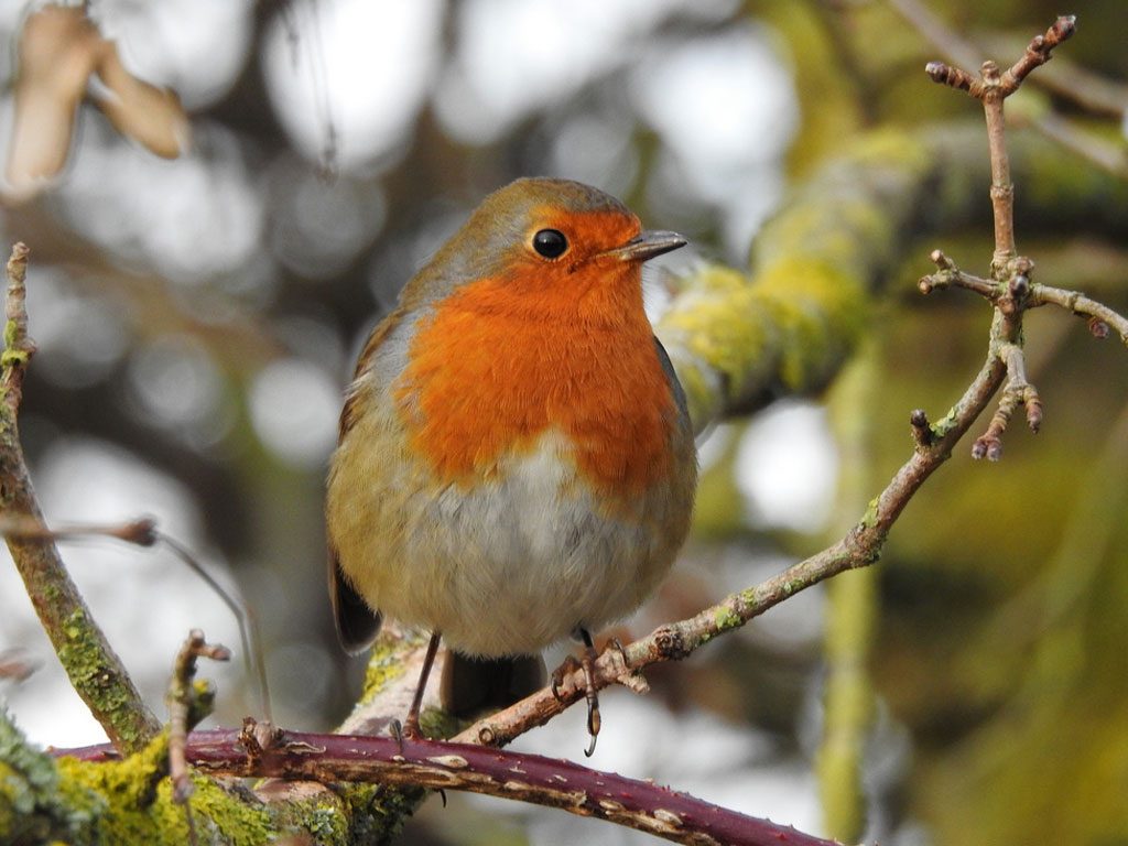 Robin