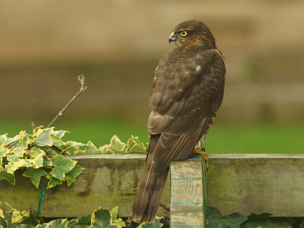 Sparrow Hawk