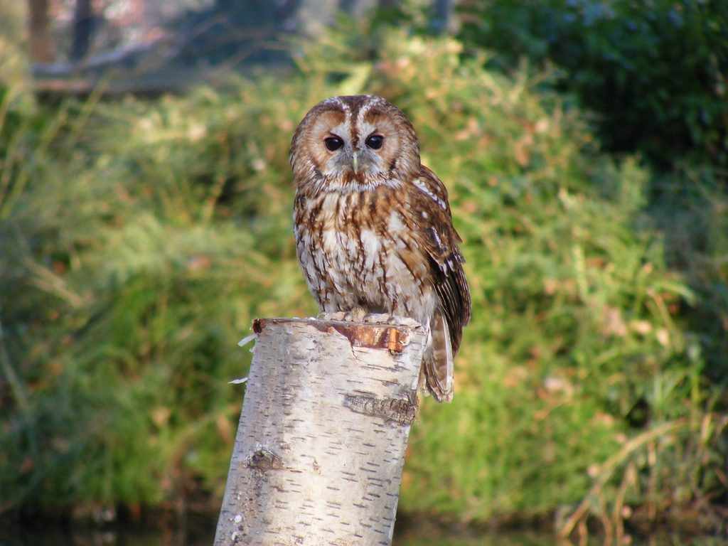 Tawny Owl